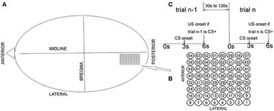 Functional Connectomes in Time Domain from Simulated Neurotransmitter Release Based on Electrocorticograms